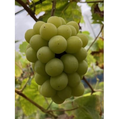 【先行予約 2026年発送】岡山県産　シャインマスカット　3房〜6房(合計約2kg)【配送不可地域：離島】【1562256】