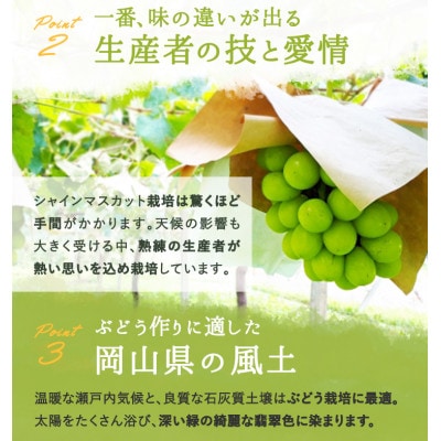 【先行受付】岡山県産 シャインマスカット『晴王』1房(800g以上) 化粧箱入り【配送不可地域：離島・北海道・沖縄県】【1499105】