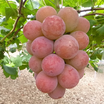 【2026年9月下旬発送】大粒ぶどう3種セット約2kg シャインマスカット ピオーネ クイーンニーナ【1244621】