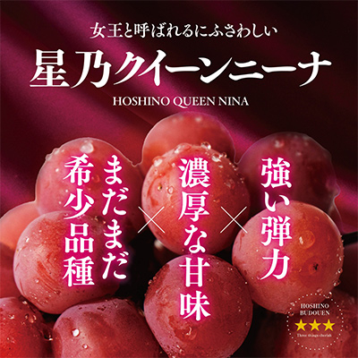 先行受付【三つ星ブランド】星乃クイーンニーナ 数量限定 3房〜5房(1.7kg以上)【配送不可地域：離島・北海道・沖縄県】【1601634】