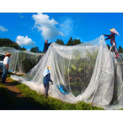 岡山県産  極甘・樹熟し白桃 5-8玉(約2kg)【配送不可地域：離島】【1707557】