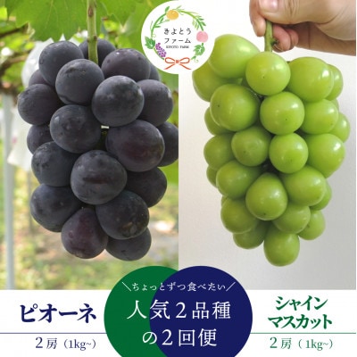 【発送月固定定期便】ピオーネとシャインマスカットお試し便 (岡山県産)全2回【配送不可地域：離島】【4078996】