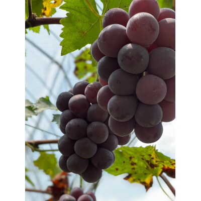 【先行予約 2026年発送】岡山県産　種なし完熟 ニューピオーネ　2房(約1kg)【配送不可地域：離島】【1562272】