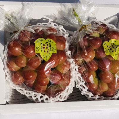 ã2025幎床çºéåãæ©èµ·ã蟲家ã®çŽé䟿ãäžåºæ¥ãã¹ã«ããããªã¬1æ¿ãé
éäžå¯å°åïŒé¢å³¶ã»åæµ·éã»æ²çžçãã1519569ã