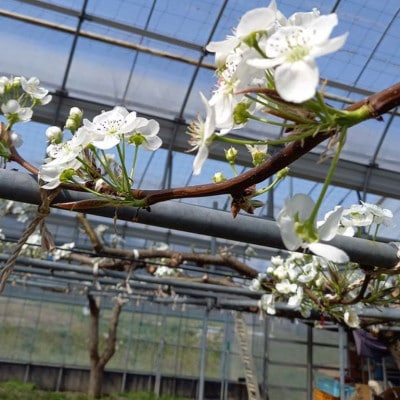 《2026年9月中旬より順次発送》新高梨 ふわり(5玉入り)【配送不可地域：離島】【1619638】