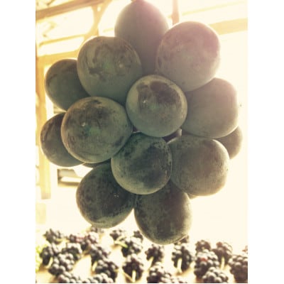 æ°é®®ã»ææ¡ãåŸå³åºè·!ã岡山çãååé«åç£ãã¥ãŒããªãŒããçŽ5kg(7ã10æ¿å
¥ã)èŽçåã1299813ã