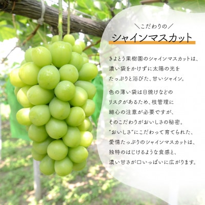 【発送月固定定期便】【2026年先行予約】桃とシャインマスカット どっちも食べたい便(岡山産)全2回【配送不可地域：離島】【4071129】