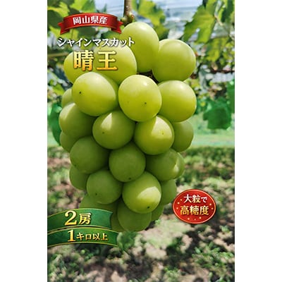 先行予約　岡山産　完熟シャインマスカット　2房　1キロ以上【配送不可地域：離島】【1712293】