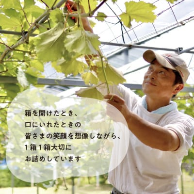 【2026年先行予約】厳選品 赤色が美しい早生の葡萄シャイニーレディ1房/700g〜(岡山県産)【配送不可地域：離島】【1602099】