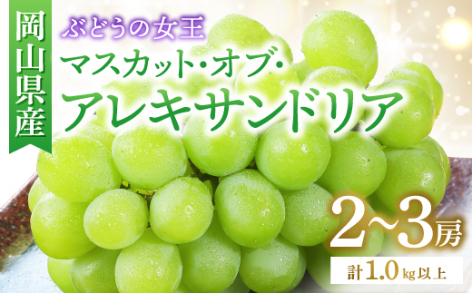 ◆先行受付◆　岡山県産　秋のマスカット・オブ・アレキサンドリア　2026年発送【配送不可地域：離島・北海道・沖縄県】【1350317】