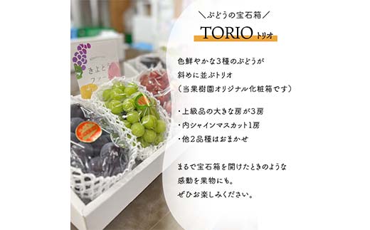 岡山県産 きよとうの葡萄の宝石箱TORIO-トリオ-(シャインマスカット入り3品種詰め合わせ) 果物 フルーツ ぶどう マスカット 詰め合わせ TY0-0968