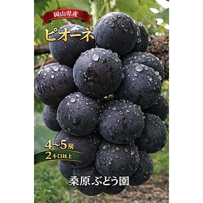 先行予約　岡山産　完熟ピオーネ　4〜5房　2キロ以上【配送不可地域：離島】【1712303】
