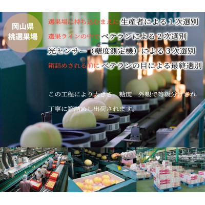 先行受付＜2025年7月上旬より発送＞岡山白桃 ロイヤル 4〜8玉 1.5kg 岡山県産 TY0-0261