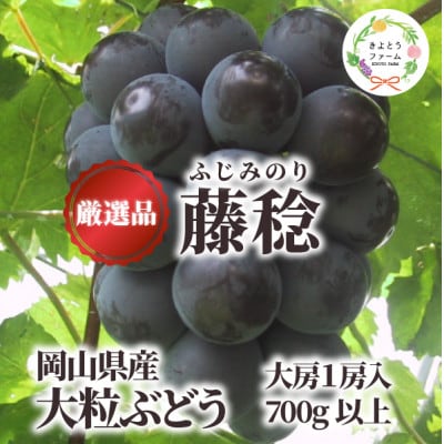 大粒葡萄の「藤稔」 大サイズ1房 厳選品 1房700g〜 (岡山県産) ギフトにおすすめの人気葡萄!【配送不可地域：離島】【1721884】