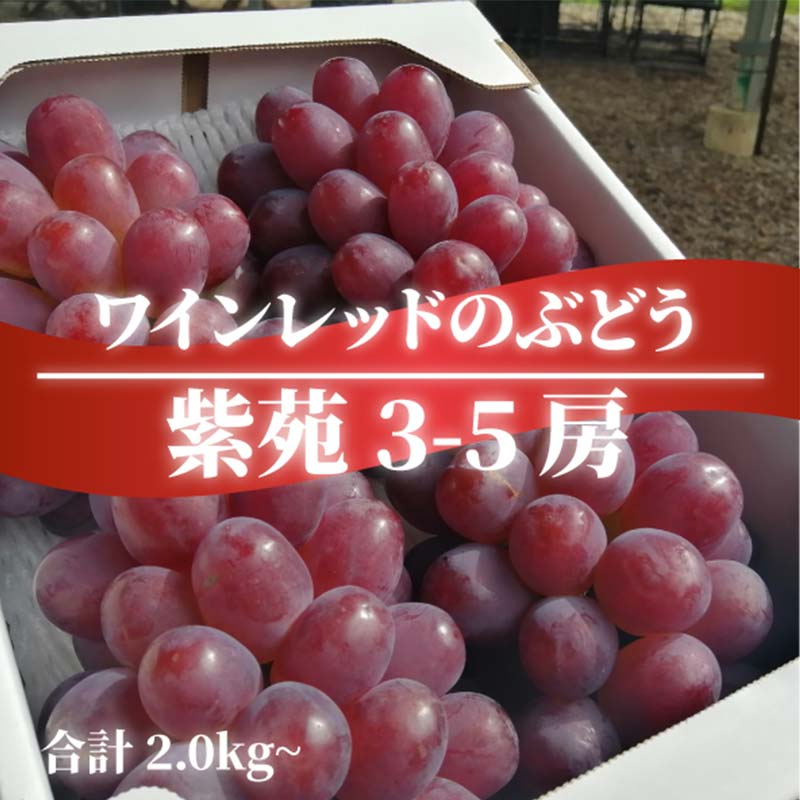 岡山県産 きよとう自慢の紫苑(しえん) 3-5房入/計2.0kg〜 マスカット ぶどう ブドウ 葡萄 デザート フルーツ 果物 くだもの 果実 食品 TY0-0815