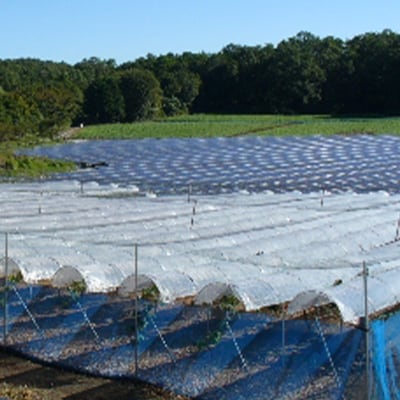 【2026年9月下旬発送】大粒ぶどう2種セット　シャインマスカットほか 2房 約1.2kg【1244629】