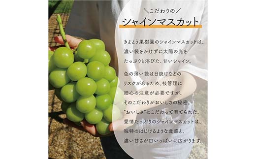 岡山県産 きよとうのこだわりのシャインマスカット特大3房 ぶどう ブドウ シャインマスカット 社員マスカット 葡萄 デザート フルーツ 果物 くだもの 果実 食品 TY0-0845