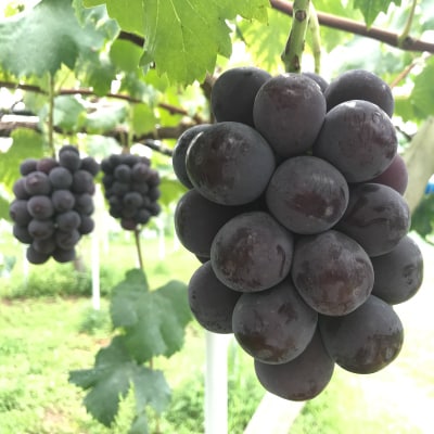 æ°é®®ã»ææ¡ãåŸå³åºè·!ã岡山çãååé«åç£ãã¥ãŒããªãŒãã2kgç®±(3ã4æ¿å
¥)ãèŽçåã1299812ã