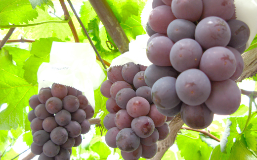 âå
è¡åä»âã岡山çç£ãç§ã®ãã¥ãŒããªãŒãã2026幎çºéãé
éäžå¯å°åïŒé¢å³¶ã»åæµ·éã»æ²çžçãã1350316ã