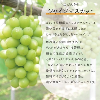 【訳あり】シャインマスカット ご家庭用/約2.2kg (岡山県産) 食べ応え満足便!【配送不可地域：離島】【1602735】