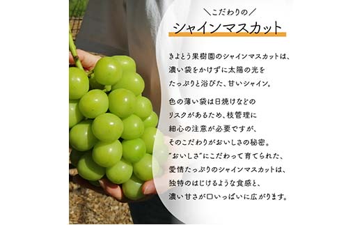 岡山県産 きよとうこだわりのシャインマスカット1房500g〜 ぶどう ブドウ シャインマスカット 社員マスカット 葡萄 デザート フルーツ 果物 くだもの 果実 食品 TY0-0841