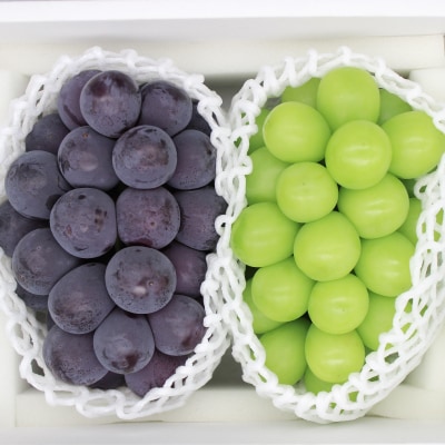 シャインマスカット&ニューピオーネ【2025年9月中旬以降順次発送】【配送不可地域：離島】【1583569】