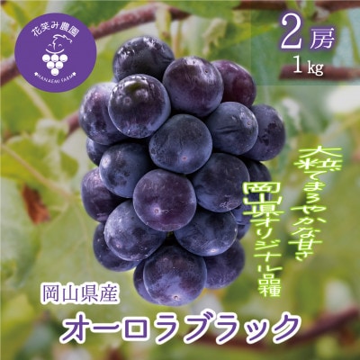 【2026年先行受付】岡山　花笑み農園のブドウ『オーロラブラック』1kg(2房)　A-1【配送不可地域：離島・北海道・沖縄県】【1628324】