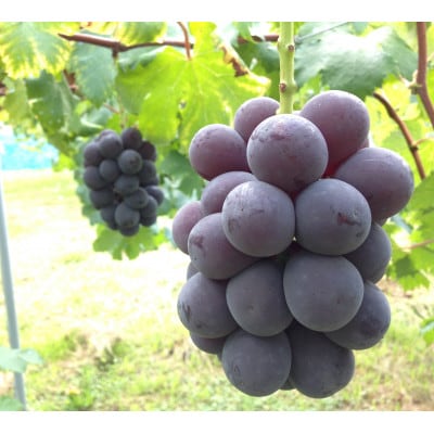 新鮮・朝採り後即出荷!　岡山県　吉備高原産ニューピオーネ　約5kg(7〜10房入り)贈答品【1299813】