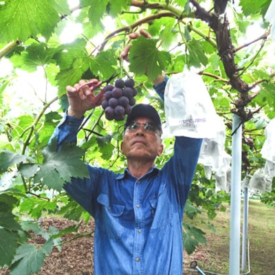 ã2026幎çºéã岡山çç£ãã¥ãŒããªãŒãçŽ1.2kg(2æ¿)ãé
éäžå¯å°åïŒé¢å³¶ãã1413100ã