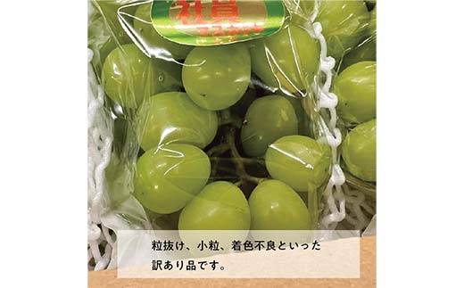 岡山県産シャインマスカットとおまかせ葡萄の訳あり品5-7房 ぶどう ブドウ シャインマスカット 社員マスカット 葡萄 デザート フルーツ 果物 くだもの 果実 食品 TY0-0844