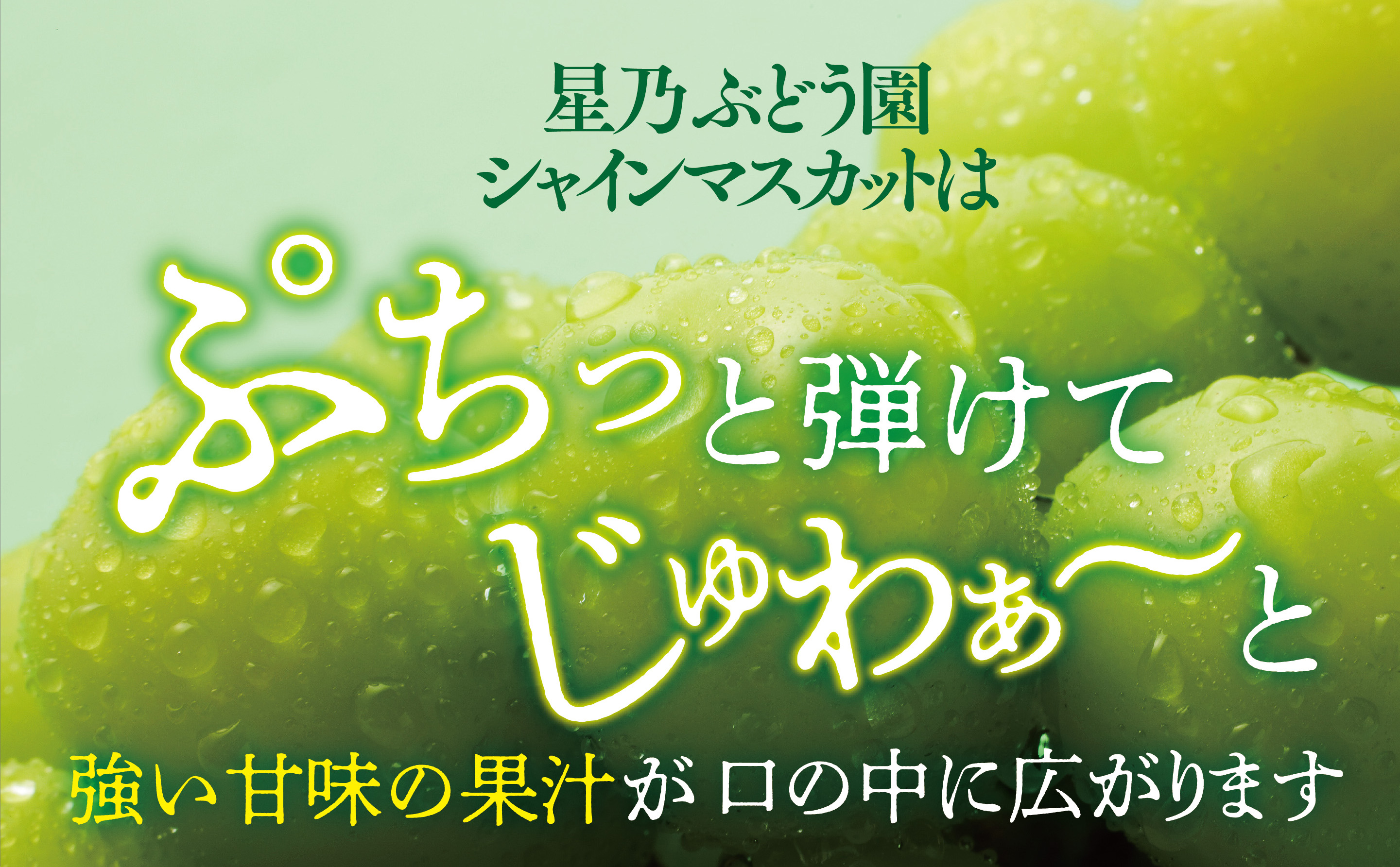 先行受付【三つ星ぶどう】星乃シャインマスカット (3房〜4房 1.8kg以上) 岡山県産【配送不可地域：離島・北海道・沖縄県】【1418932】