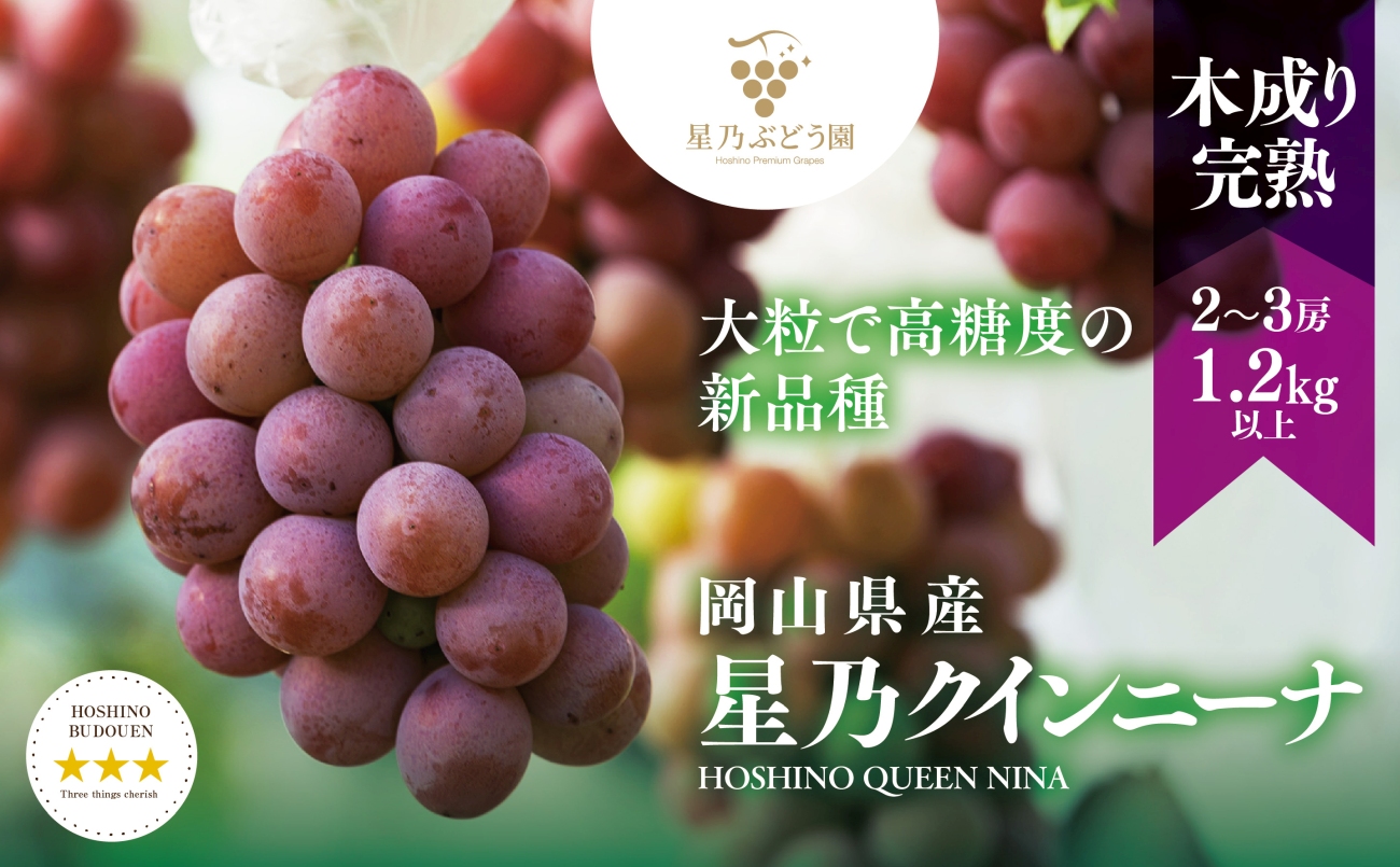 【三つ星ブランド】星乃クイーンニーナ 数量限定 2房〜3房(1.2kg以上)【配送不可地域：離島・北海道・沖縄県】【1601625】