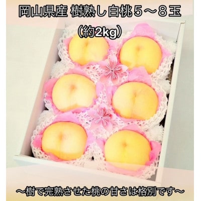 岡山県産  樹熟し白桃 5-8玉(約2kg)【配送不可地域：離島】【1707554】