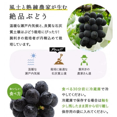 【先行受付】岡山県産 ぼっけえ大粒ニューピオーネ1房(800g以上) 化粧箱入り【配送不可地域：離島・北海道・沖縄県】【1499102】