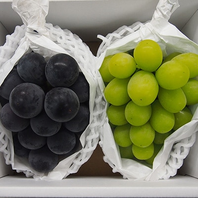 【2026年9月下旬発送】大粒ぶどう2種セット　シャインマスカットほか 2房 約1.2kg【1244629】