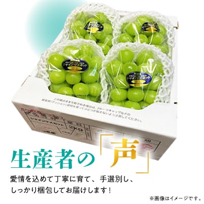 糖度!シャインマスカット!約2kg【2026年9月初旬より順次発送】ギフトにも岡山県産ぶどう!【配送不可地域：離島】【1365259】