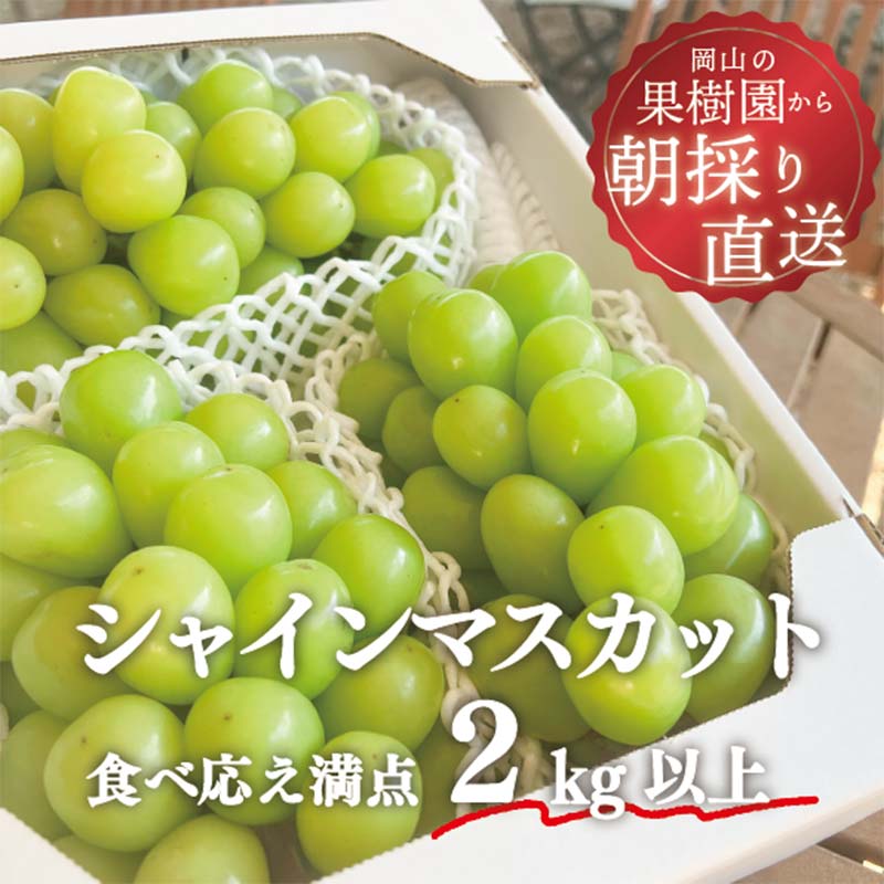 【きよとう】こだわりのシャインマスカット3〜5房（約2kg） マスカット ぶどう ブドウ 葡萄 デザート フルーツ 果物 くだもの 果実 食品 TY0-0810