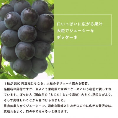 【きよとうファーム】自慢のボッケーネ(藤稔)大粒で食べ応え満点 3-5房/計2.0kg〜(岡山県産)【配送不可地域：離島】【1602833】