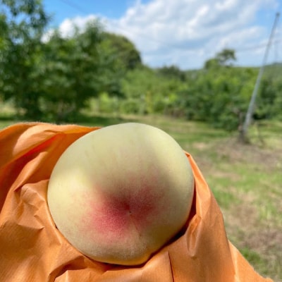 【2026年先行予約】2026年7月中旬頃より発送予定・岡山の白桃・白鳳(2kg箱)【配送不可地域：離島】【1479360】