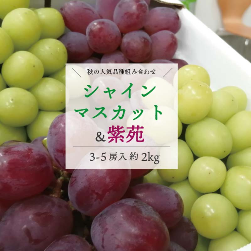 岡山県産 きよとうのぶどう最終便!シャインマスカット&紫苑 上級品3-5房入/計2.0kg〜 マスカット ぶどう ブドウ 葡萄 デザート フルーツ 果物 くだもの 果実 食品 TY0-0817