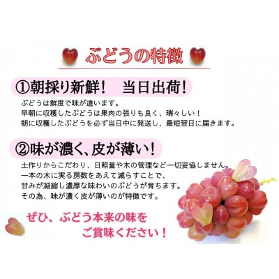 ã2026幎å
è¡åä»ãã詊ããææ¡ãæ°é®®!人æ°ã¶ã©ãç¬æžãžã£ã€ã¢ã³ã1æ¿ã500g以äžãé
éäžå¯å°åïŒé¢å³¶ãã1566950ã