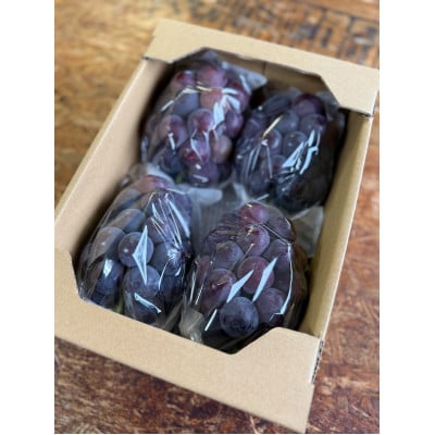 【2026年発送分】岡山県産 訳あり 朝摘みニューピオーネ 2kg(3〜5房)【配送不可地域：離島】【1700083】