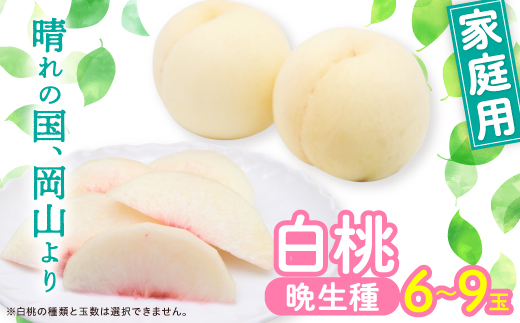 岡山白桃・晩生(ご家庭用)6〜9玉入り【2025年8月中旬より発送予定】【配送不可地域：離島】【1460795】