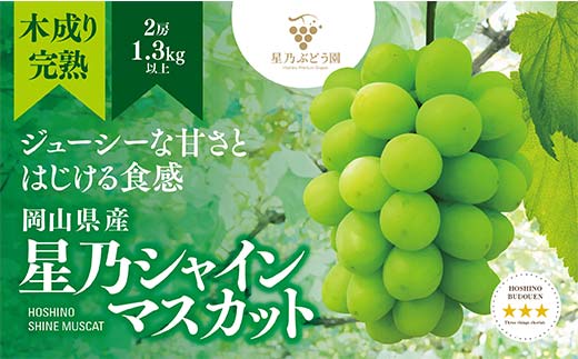 【2024年発送 木成り完熟】星乃シャインマスカット(岡山県産)　2房(1.3kg以上)【配送不可地域：離島】TY0-0587