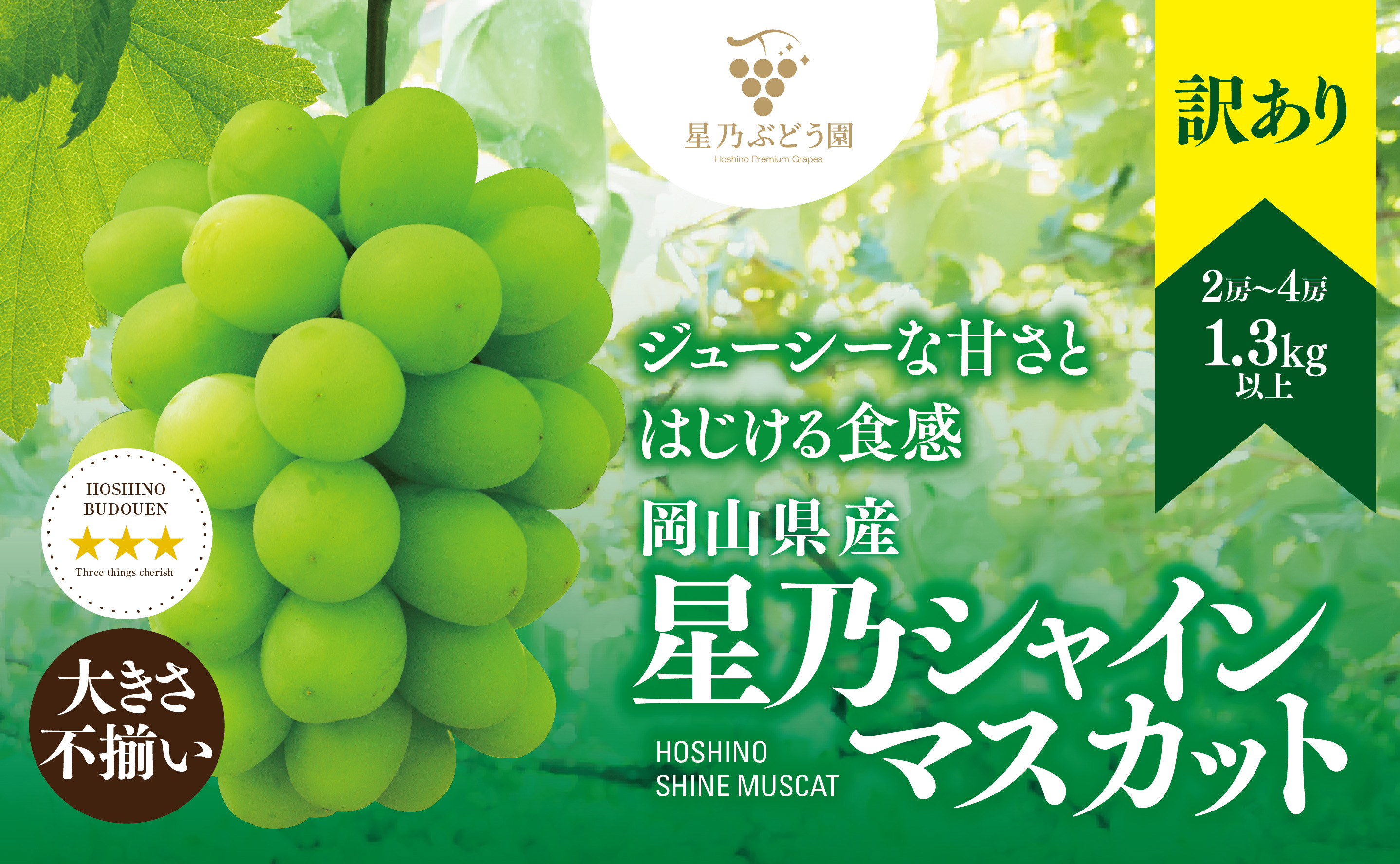 先行受付【訳あり】星乃シャインマスカット 1.3kg 2房〜4房【配送不可地域：離島・北海道・沖縄県】【1554831】