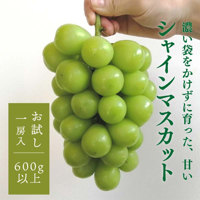 岡山県産 きよとうのこだわりのシャインマスカット 上級品 1房600g〜 マスカット ぶどう ブドウ 葡萄 デザート フルーツ 果物 くだもの 果実 食品 TY0-0808