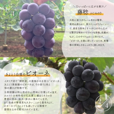 ãçºéæåºå®å®æäŸ¿ãã2026幎å
è¡äºçŽãã詊ã4å䟿è€çšã»ããªãŒãã»ã·ã£ã€ã³ã»çŽ«è /岡山ç£å
š4åãé
éäžå¯å°åïŒé¢å³¶ãã4077861ã