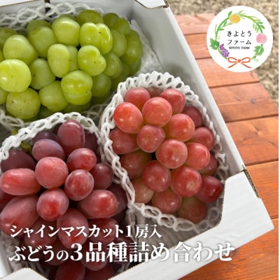 【2026年先行予約】ぶどう3品種詰合せ(シャインマスカット入)3-5房入/計2kg〜(岡山県産)【配送不可地域：離島】【1678561】