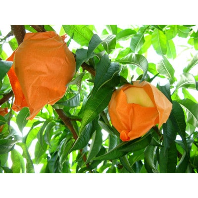 岡山県産　清水白桃3玉【冷蔵】2026年発送【配送不可地域：離島・北海道・沖縄県】【1709328】