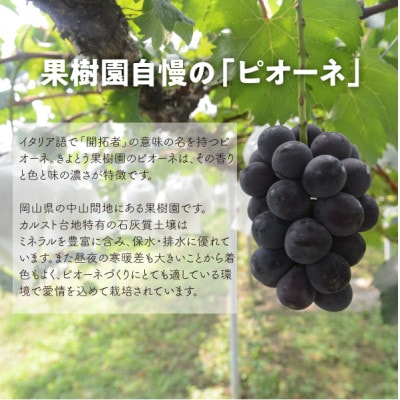 【発送月固定定期便】【2026年先行予約】ピオーネとシャインマスカットの大2房が届く(岡山産)全2回【配送不可地域：離島】【4067477】